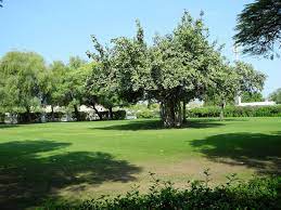 حديقة الصفوح في دبي