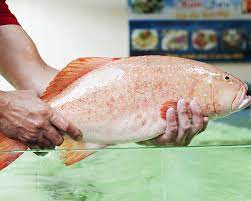 سوق السمك المشرف مول